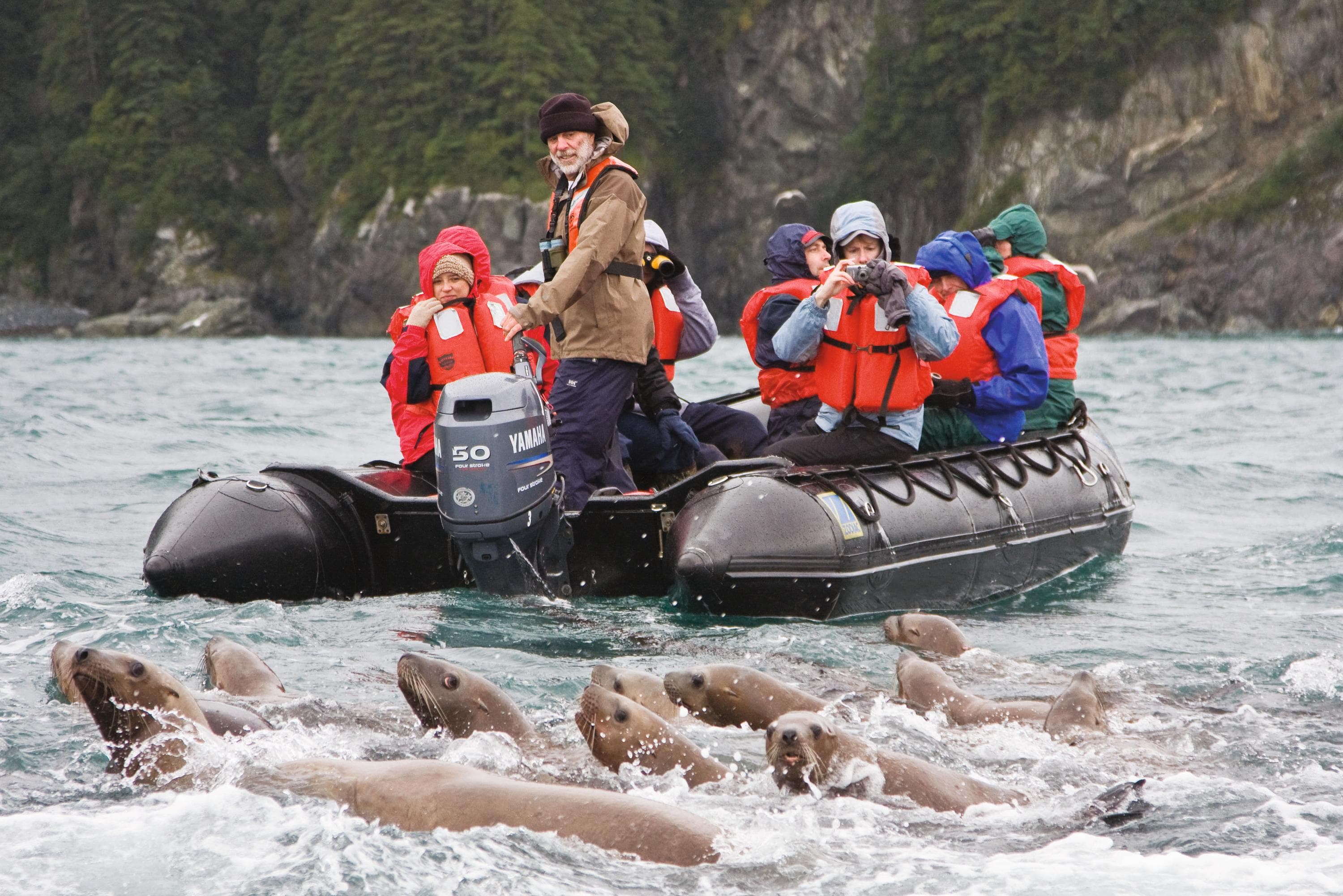  A colony of curious Steller sea lions swim near guests on the zodiac. Exciting surroundings for this colony with the incoming flood tide and new visitors in North Inian Pass, Southeastern Alaska, USA.