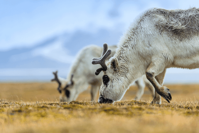 Arctic thumbnail image