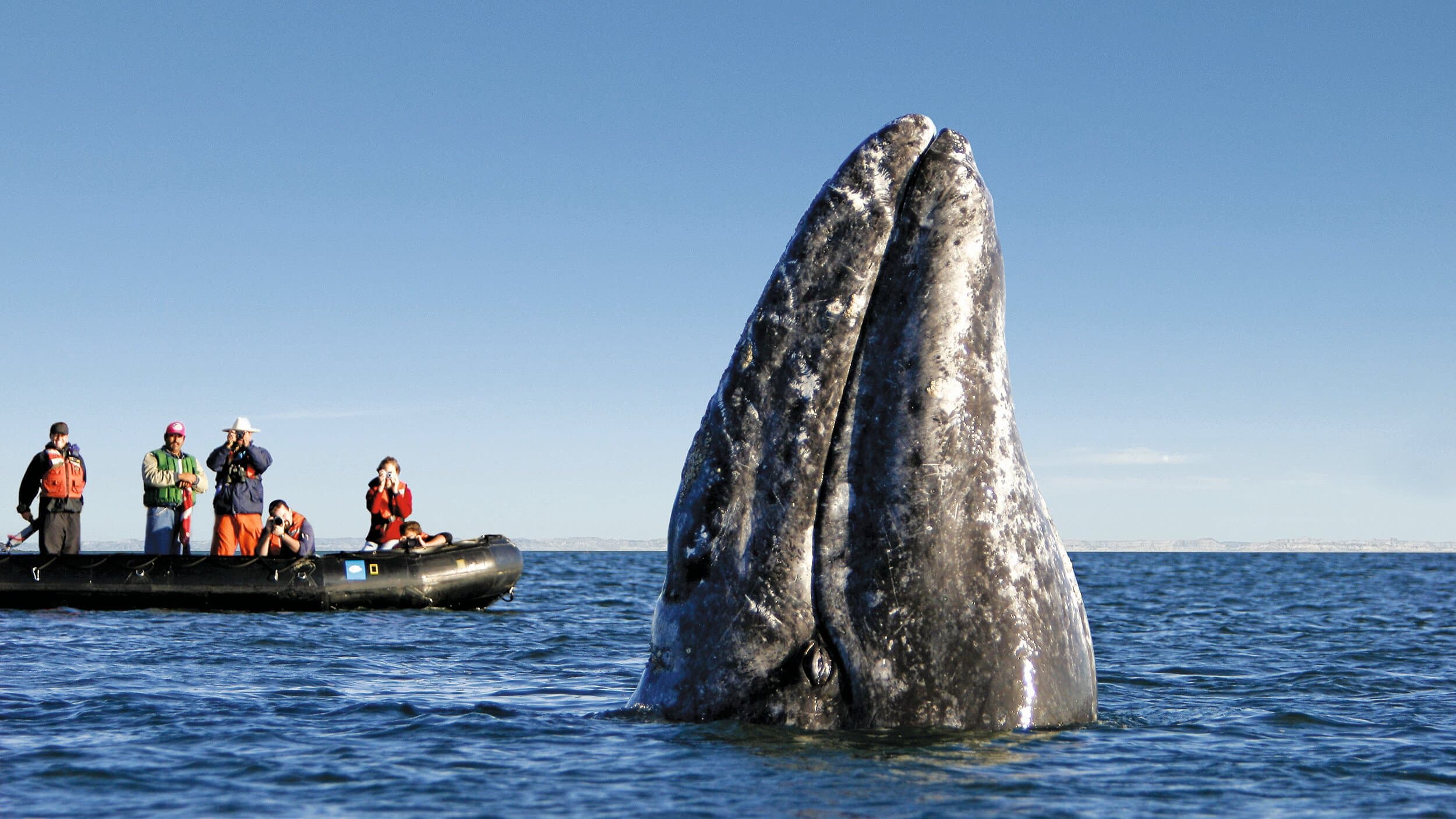 Hero Image Large RGB-Lindblad Expeditions-Mexico Baja California BM494.jpg