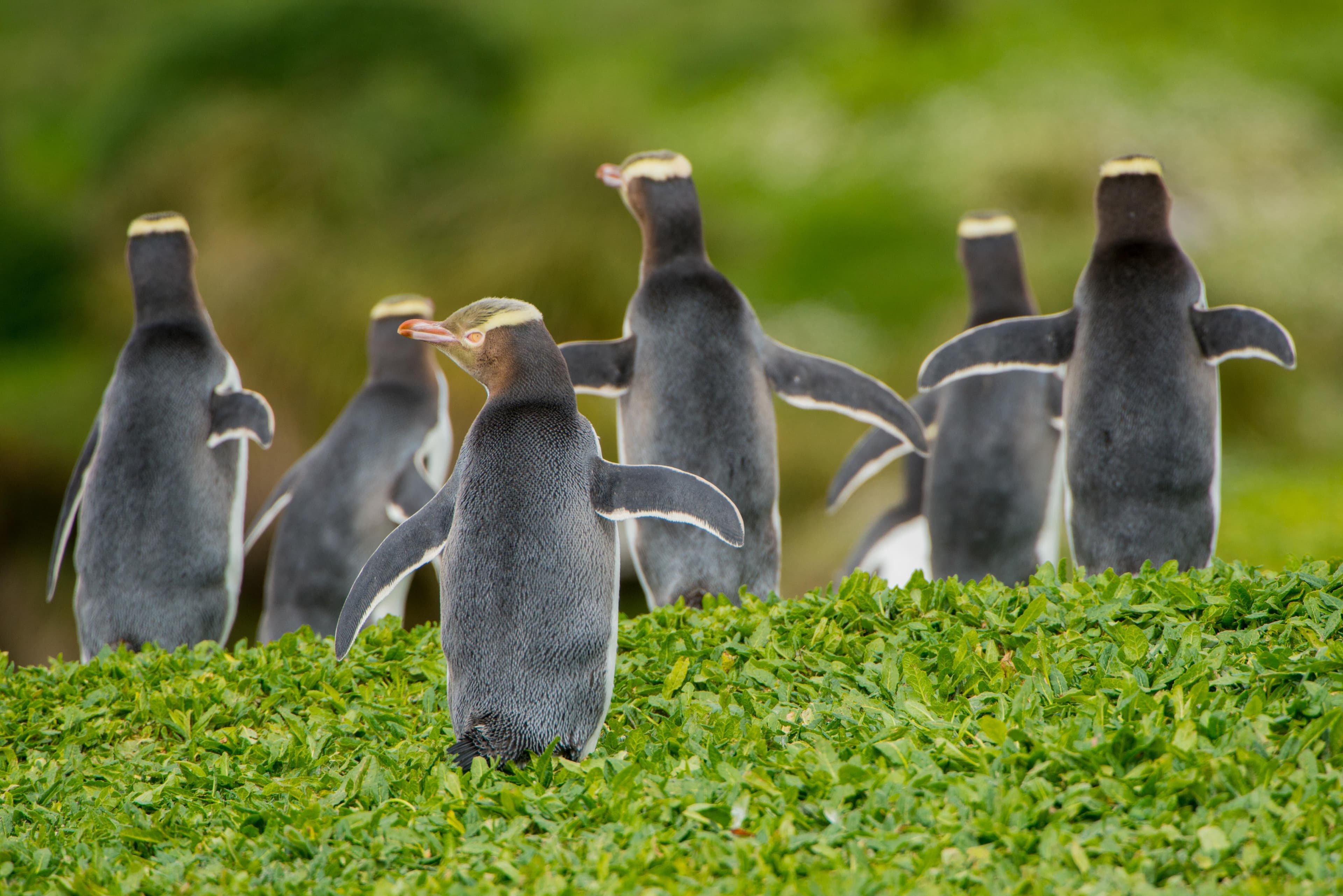 Large RGB-Lindblad Expeditions-New Zealand 1077183638.jpg