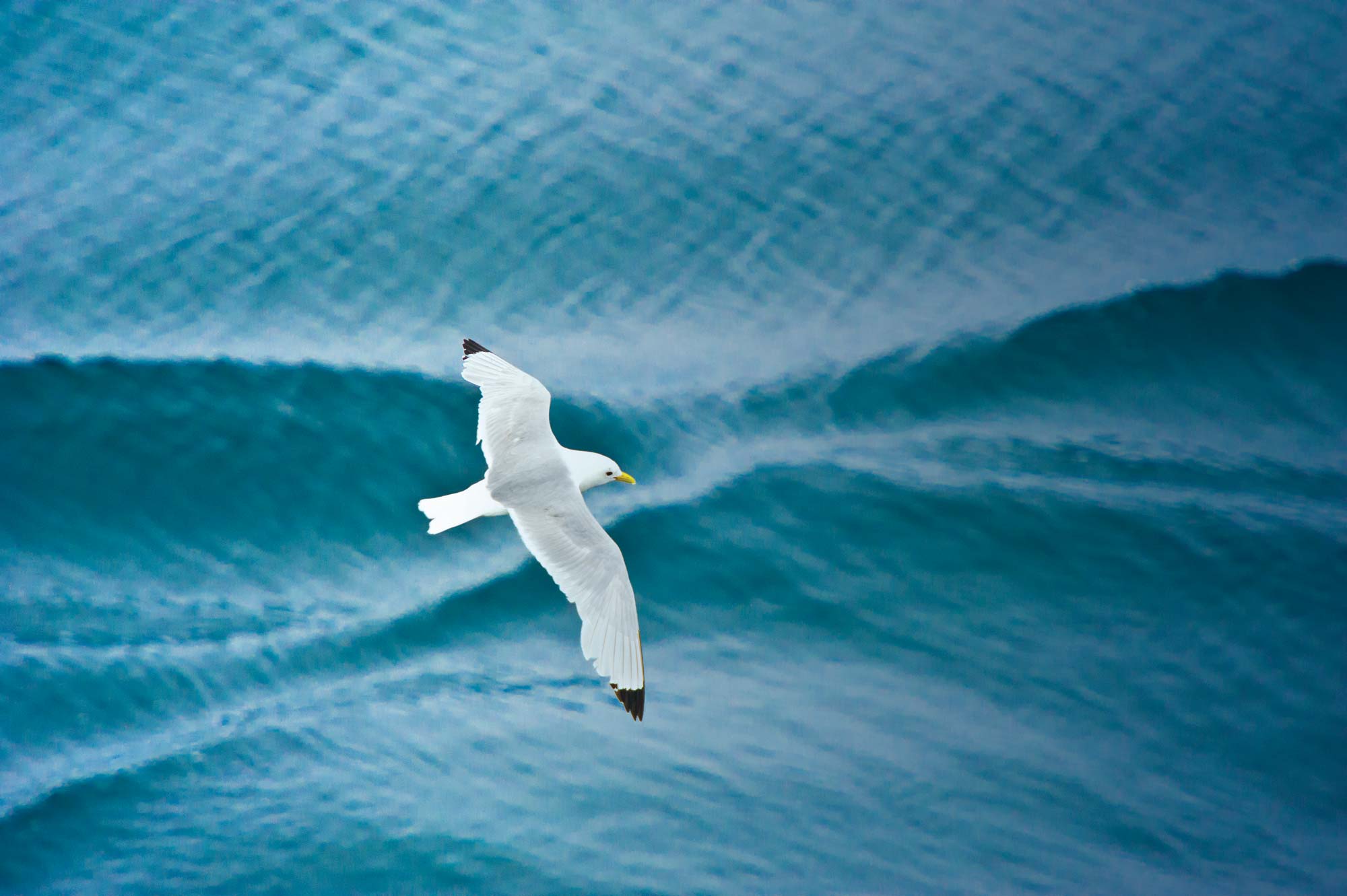 Black-leg-kittiwake__Sven_Lindblad_CAN060.jpg