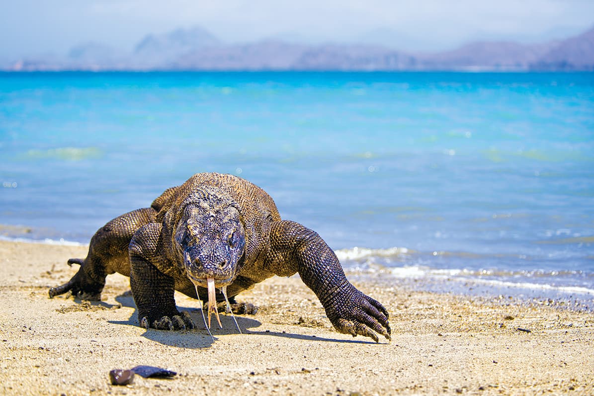 Indonesia Shutterstock IND028