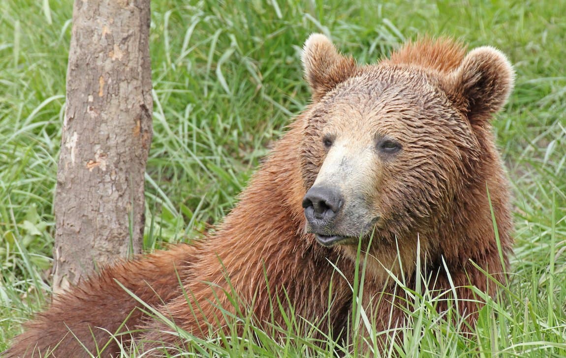 Grizzly Bear in Grass.jpg