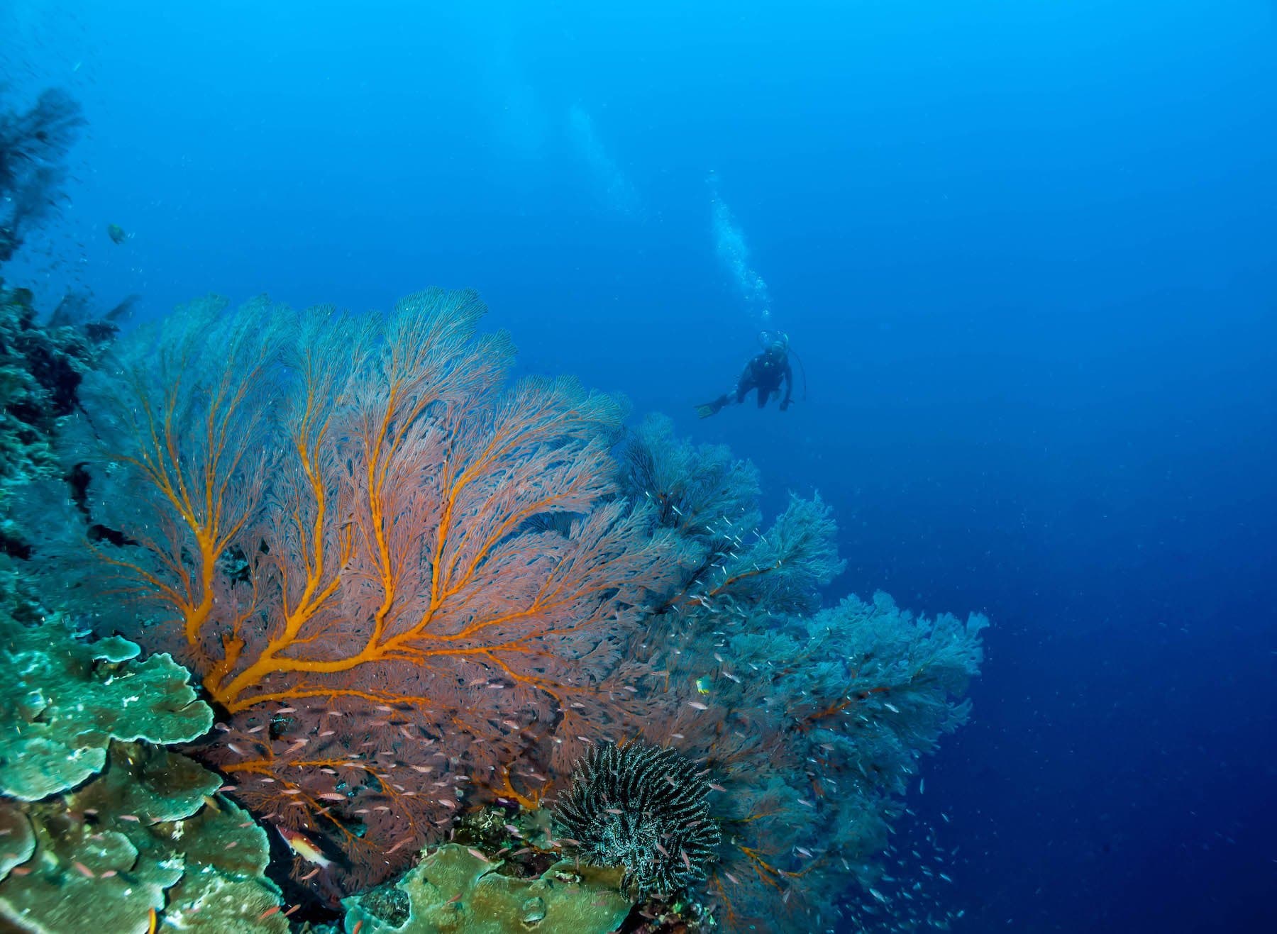 Rowley Shoals reefs.jpg