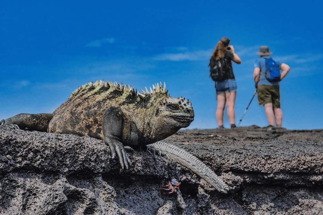 Oddities of Evolution: 8 Fascinating Facts About Galápagos Wildlife - Article