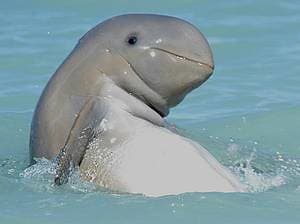 a muppet-like creature, bent forwards as it splashes in the water, its mouth a thin line