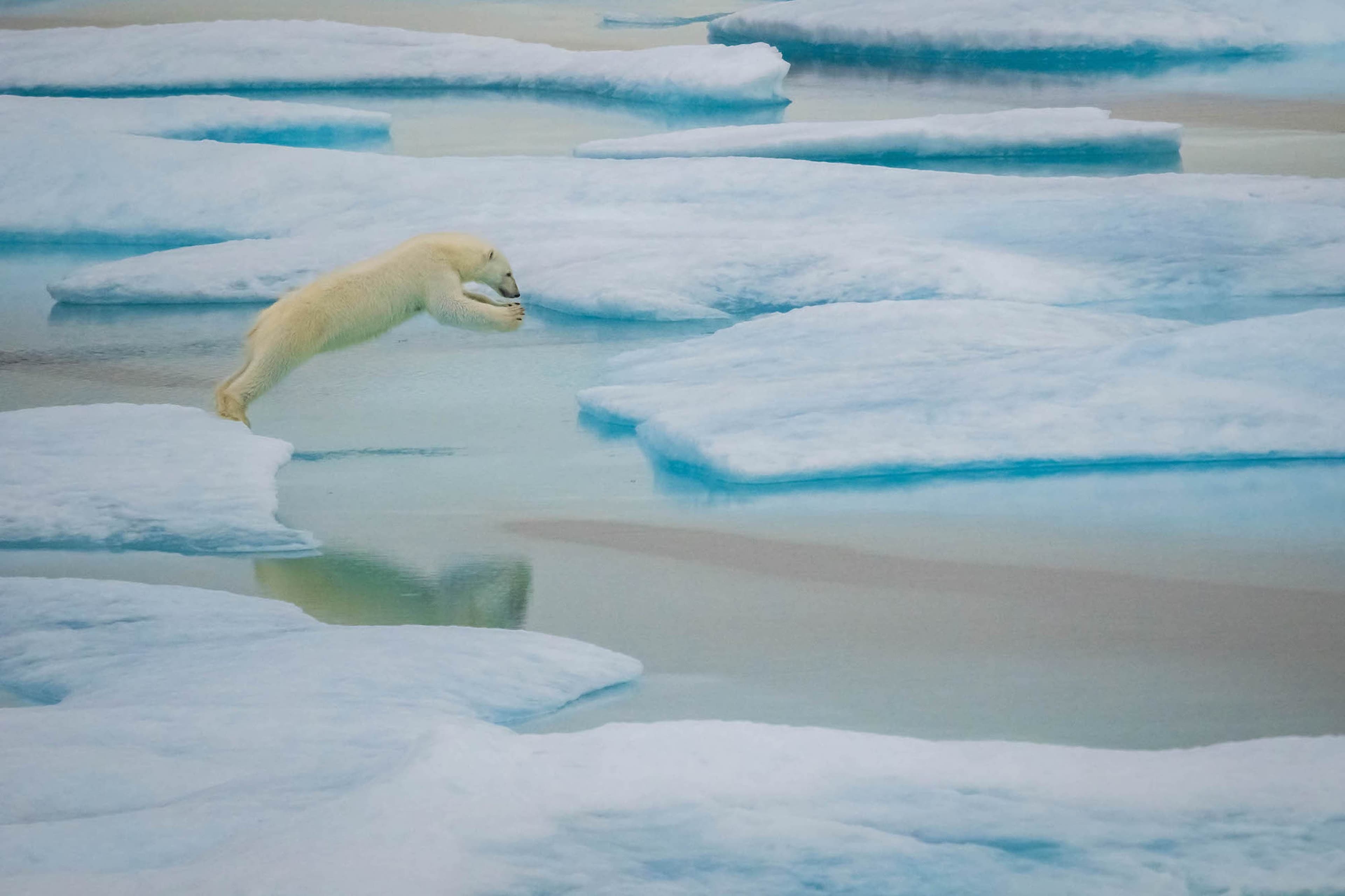 Hero Image Polar Bear Jumping RLH.jpg