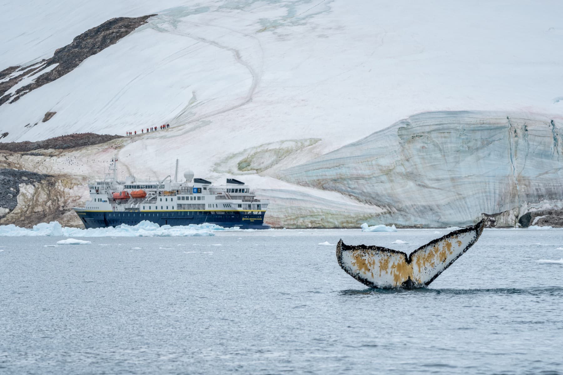 Hero Image NKelley Whale Day Photo #5.JPG