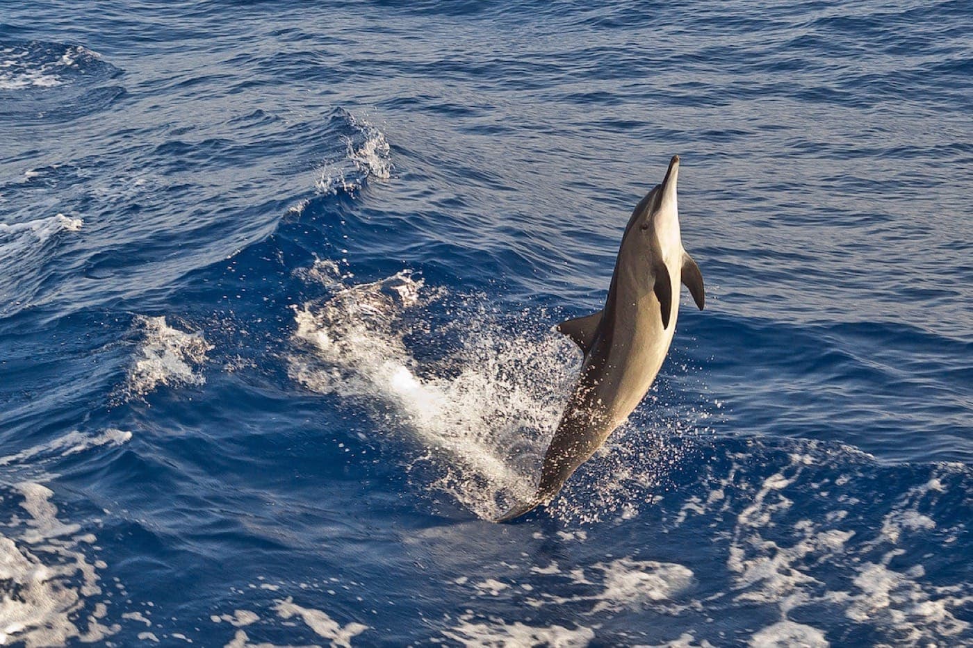 a sleek dolphin in vertical position, dancing across the waves on its tail