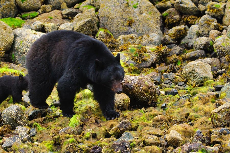 American Black Bear.jpg