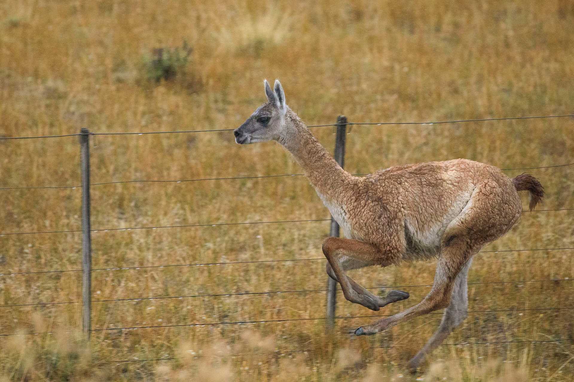 a guanaco stands next to a fence