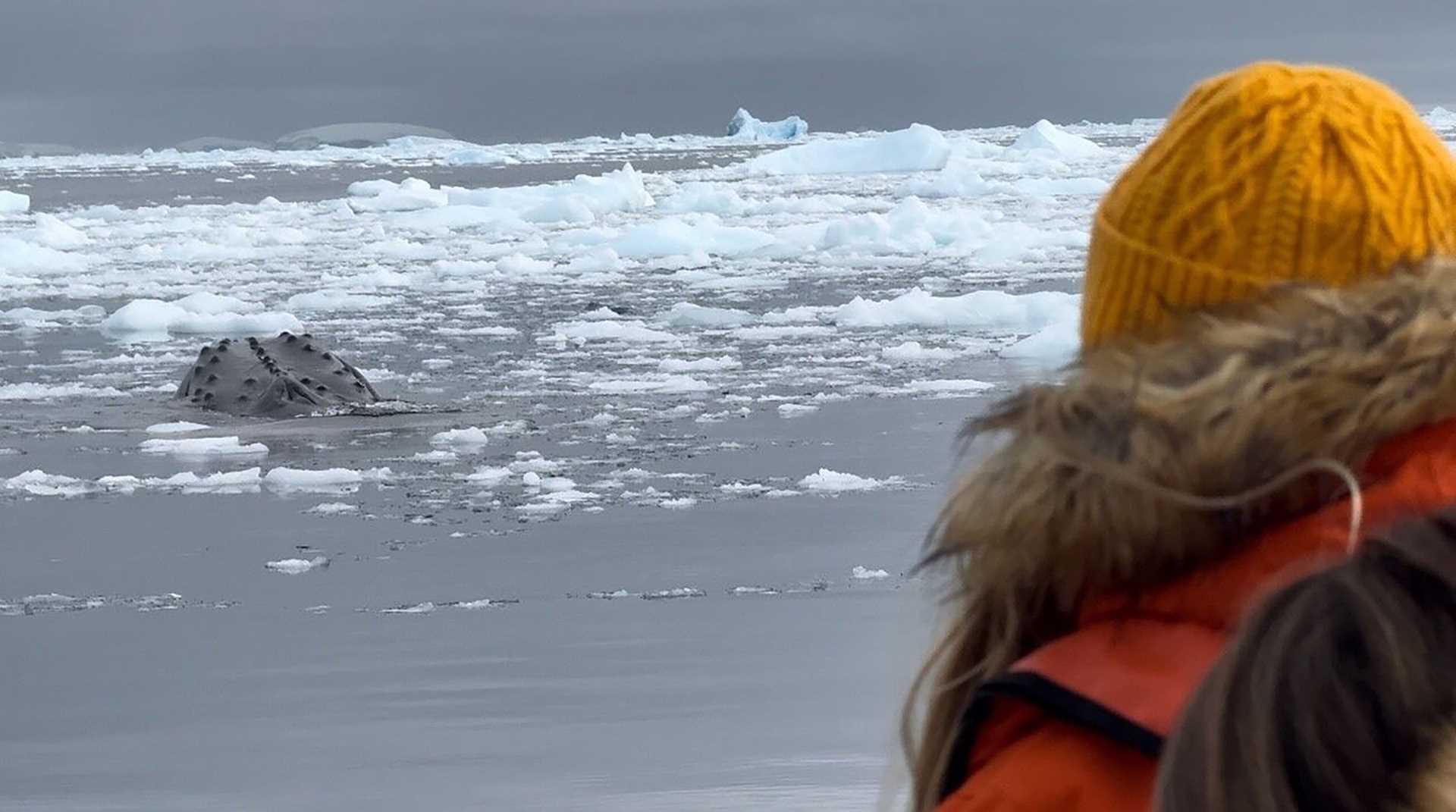 a girl in a parka watches a humpback whale