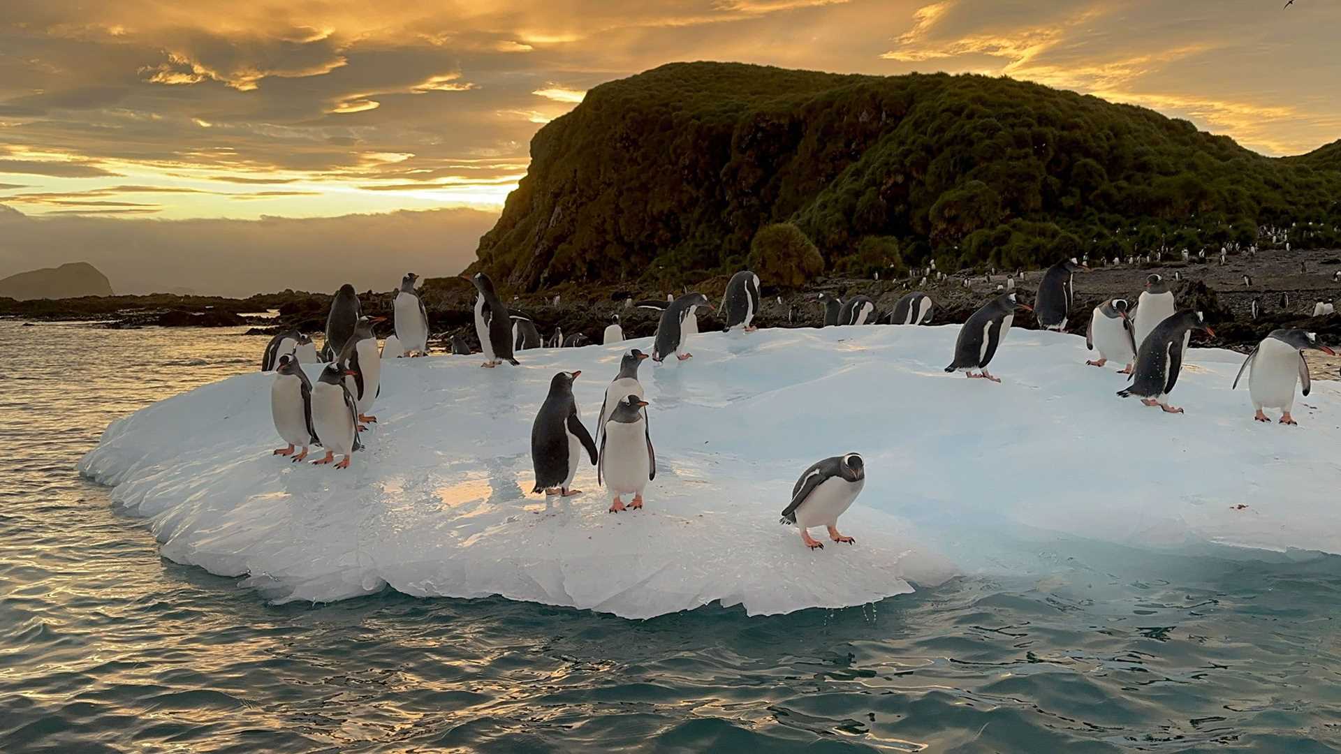 penguins on an ice floe